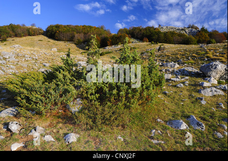 Le genévrier (Juniperus spec.), dans un paysage karstique, le Monténégro, le parc national de Durmitor Banque D'Images