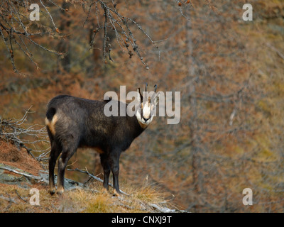 Chamois (Rupicapra rupicapra), homme en hiver, Italie, Parc National du Gran Paradiso Banque D'Images