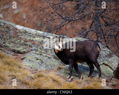 Chamois (Rupicapra rupicapra), homme en hiver, Italie, Parc National du Gran Paradiso Banque D'Images