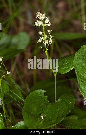 Lily mai (Maianthemum bifolium), blooming, Allemagne Banque D'Images