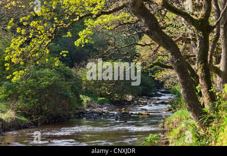 Feuillage de printemps sur les bords de l'eau dans le Badgworthy Doone Valley, Exmoor, Somerset, Angleterre. Printemps (mai) 2011. Banque D'Images