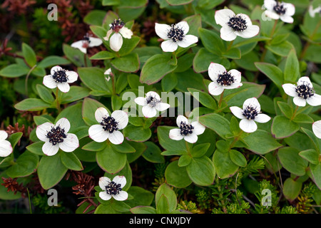 Dwarf cornel, du cornouiller (Cornus suecica), blooming Banque D'Images