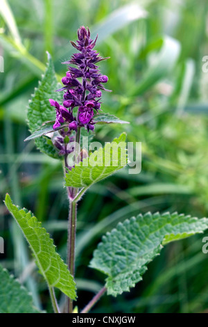 Hedge woundwort whitespot (Stachys sylvatica,), la floraison, Allemagne Banque D'Images