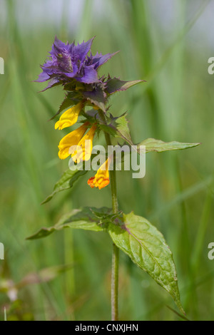 Vache champ-blé (Melampyrum arvense), inflorescence, Allemagne Banque D'Images