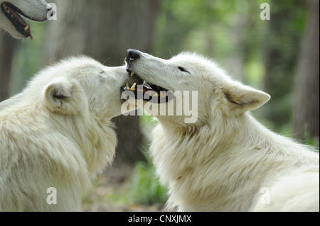 Loup arctique, toundra wolf (Canis lupus albus, Canis lupus arctos), mordant tendrement Banque D'Images