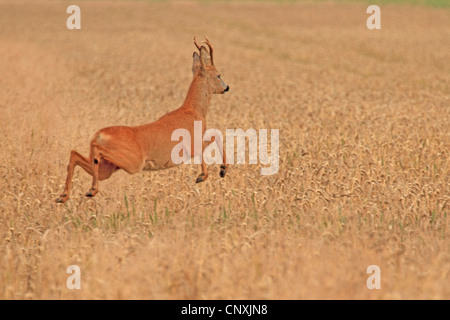 Le chevreuil (Capreolus capreolus), buck fuyant à travers un champ de maïs, en Allemagne, en Mecklembourg-Poméranie-Occidentale Banque D'Images