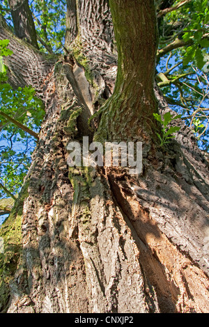 Le chêne commun, le chêne pédonculé, chêne pédonculé (Quercus robur), dégâts causés par la foudre d'un vieux chêne, profonde division dans le tronc de l'arbre, Allemagne Banque D'Images