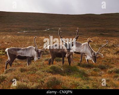 Renne européen, le caribou (Rangifer tarandus tarandus), les mâles dans un pâturage heath, Royaume-Uni, Ecosse, le Parc National de Cairngorms Banque D'Images