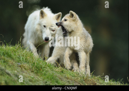 Loup arctique, toundra wolf (Canis lupus albus, Canis lupus arctos), wolf cub afficher les dents Banque D'Images