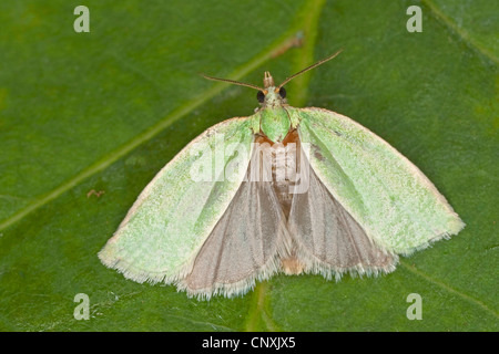 Chêne vert chêne vert, curl, tordeuse à bandes obliques en chêne, chêne vert, chêne à rouleaux (tordeuse Tortrix viridana), assis sur une feuille , Allemagne Banque D'Images