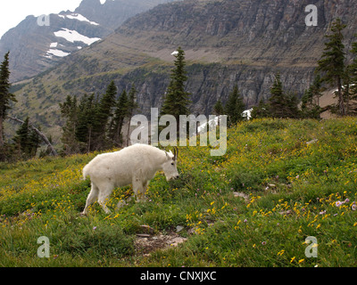 La chèvre de montagne (Oreamnos americanus), paissant dans une prairie de montagne, Glacier, Montana, USA Parc national Banque D'Images