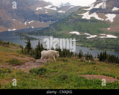 La chèvre de montagne (Oreamnos americanus), paissant dans une prairie de montagne, Glacier, Montana, USA Parc national Banque D'Images