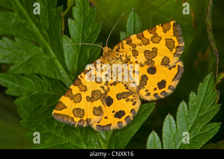 Pseudopanthera macularia mouchetée (jaune), assis sur une feuille, Allemagne Banque D'Images