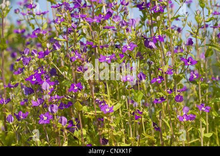 La grande vénus-à-glass (Legousia speculum-veneris), blooming, Allemagne Banque D'Images