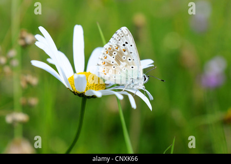 Blue (Polyommatus icarus commun), assis sur un oxeye daisy, Germany Banque D'Images