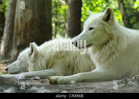 Loup arctique, toundra wolf (Canis lupus albus, Canis lupus arctos), deux wolfs gisant dans une forêt Banque D'Images