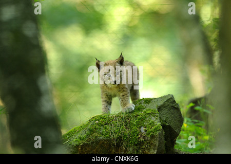 Le lynx eurasien (Lynx lynx), juvénile debout sur une pierre moussue dans la forêt, de l'Allemagne, Nationalpark Bayerischer Wald Banque D'Images