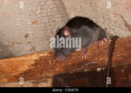 Rat noir, rat noir, rat maison, bateau, rats (Rattus rattus), escalade dans une étable, Allemagne Banque D'Images