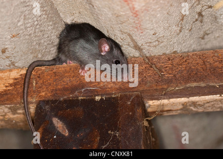 Rat noir, rat noir, rat maison, bateau, rats (Rattus rattus), escalade dans une étable, Allemagne Banque D'Images