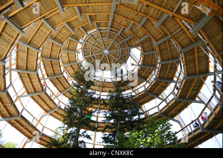 À la recherche de chemin forestier éducatif Bayerischer Wald construit autour de sapins, vue intérieure de la coupole avec ses pieds en spirale-promenade, Allemagne, Bavière, Nationalpark Bayerischer Wald, Neuschoenau Banque D'Images