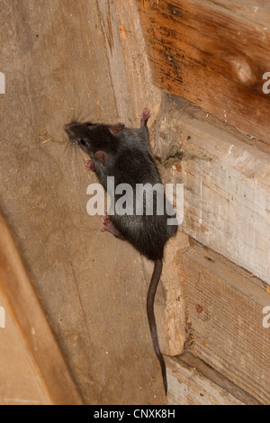 Rat noir, rat noir, rat maison, bateau, rats (Rattus rattus), escalade dans une étable, Allemagne Banque D'Images
