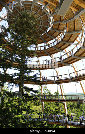 À la recherche de chemin forestier éducatif Bayerischer Wald construit autour de sapins, vue intérieure de la coupole avec ses pieds en spirale-promenade, Allemagne, Bavière, Nationalpark Bayerischer Wald, Neuschoenau Banque D'Images