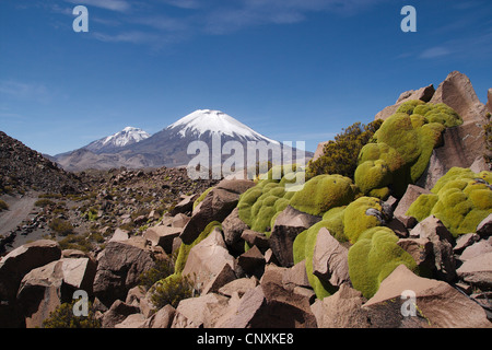 Plantes en coussinet dans les montagnes, volcans Pomerape et Parinacota en arrière-plan, le Chili, les Andes, le Parc National Lauca Banque D'Images