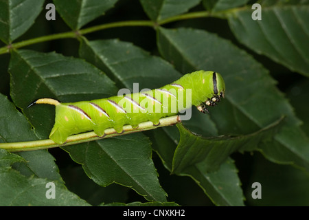 Sphynx troène Sphinx ligustri (caterpillar), se nourrissant de feuilles de frêne, Allemagne Banque D'Images