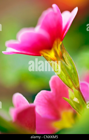 Vrai Français (primrose Primula acaulis, Primula vulgaris), fleur Banque D'Images