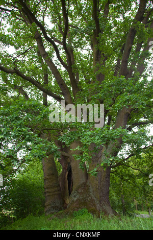 Chêne (Quercus spec.), 'Bruedereiche' dans Friesack, Allemagne, Brandenburg, Havelland Banque D'Images