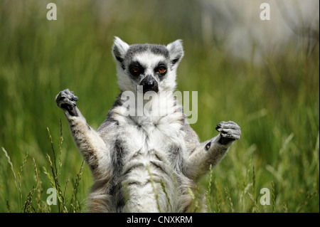 Untitled document (Lemur catta), assis dans le pré et bains de soleil Banque D'Images