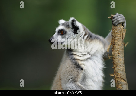 Untitled document (Lemur catta), à une succursale Banque D'Images