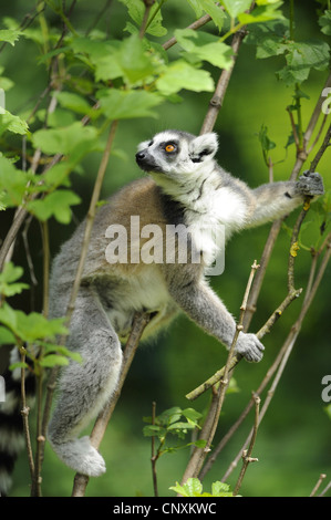 Untitled document (Lemur catta), escalade dans un buisson Banque D'Images