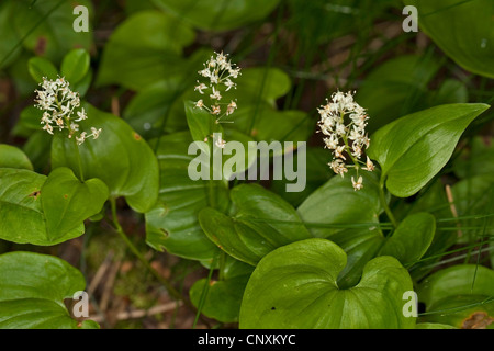 Lily mai (Maianthemum bifolium), blooming, Allemagne Banque D'Images