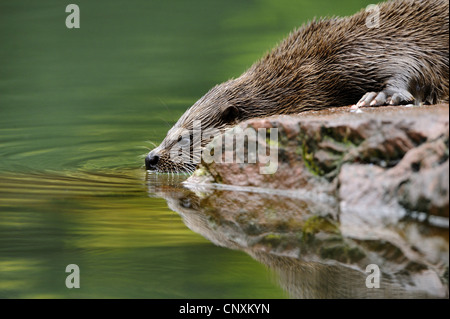 La loutre d'Europe, loutre d'Europe, la loutre (Lutra lutra), assis sur un rivage rocailleux boire d'une eau, Allemagne Banque D'Images