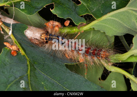 La spongieuse (Lymantria dispar), Caterpillar sur une branche de chêne, Allemagne Banque D'Images