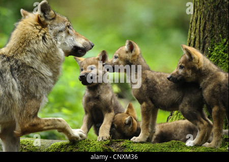 Le loup gris d'Europe (Canis lupus lupus), louve et louveteaux, en Allemagne, en Bavière, Parc National de la Forêt bavaroise Banque D'Images