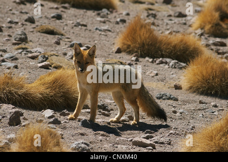 Colpeo, loup, Culpeo Culpeo zorro, renard, loup andine andine (dusicyon culpaeus, Pseudalopex culpaeus, Lycalopex culpaeus), à Caapa lake Andes, Bolivie, Banque D'Images