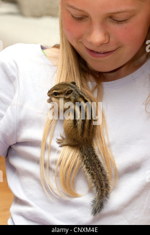 Le tamia de Sibérie (Eutamias sibiricus, Tamias sibiricus), tamia de grimper sur une fille Banque D'Images