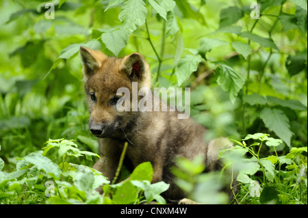Le loup gris d'Europe (Canis lupus lupus), wolf cub assis dans les herbes, Allemagne, Bavière, Parc National de la Forêt bavaroise Banque D'Images