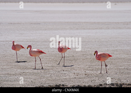 James, James Flamingo (Phoenicopterus jamesi), au lac Hedionda, la Bolivie, l'Andes Banque D'Images
