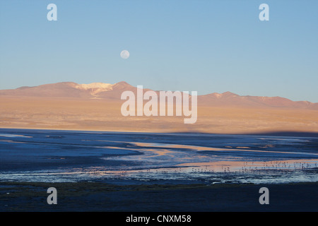 Lever de lune Colorada Lake, la Bolivie, les Andes Banque D'Images