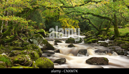 Plym Dewerstone la rivière qui coule à travers bois, Dartmoor, dans le Devon, Angleterre. L'automne (octobre) 2011. Banque D'Images