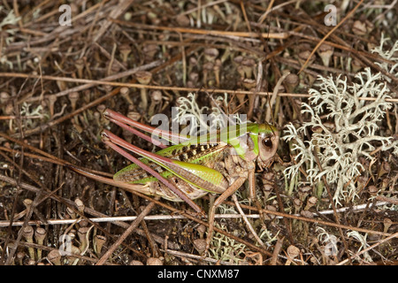 Dectique verrucivore, bushcricket dectique verrucivore (Decticus verrucivorus), femme avec de long ovipositeur, Allemagne Banque D'Images