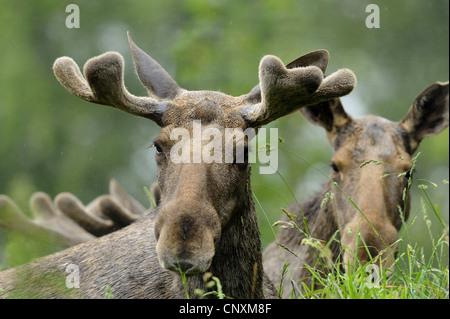 Le wapiti, l'orignal (Alces alces alces), mâle et femelle lying in grass Banque D'Images