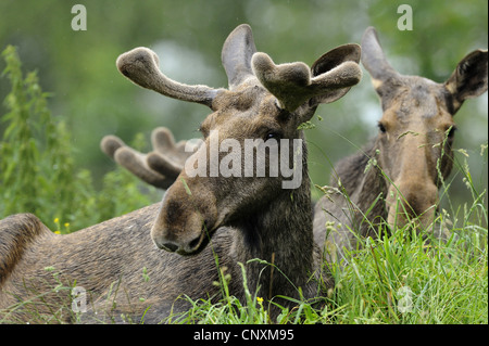 Le wapiti, l'orignal (Alces alces alces), mâle et femelle lying in grass Banque D'Images