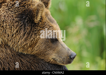 L'ours brun (Ursus arctos arctos), portrait, Allemagne, Bavière, Parc National de la Forêt bavaroise Banque D'Images