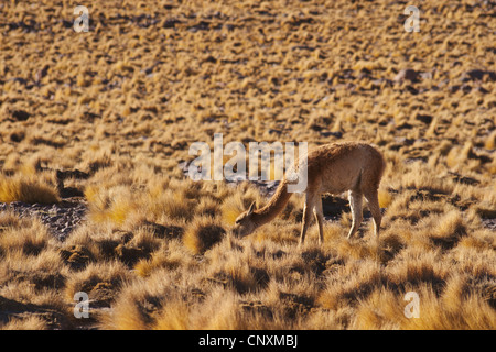 La vigogne (Vicugna vicugna), le pâturage, le Chili, le Parc National Lauca Banque D'Images