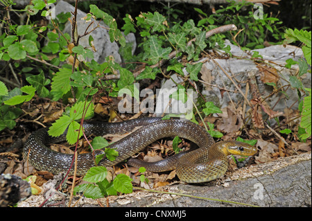 Aesculapian snake (Elaphe longissima, Zamenis longissimus ), la masse forestière plus rampant, Croatie, Istrie Banque D'Images