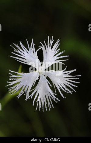 Rose de l'amour (Dianthus monspessulanus), la floraison, la Slovénie, la vallée de Soca Banque D'Images